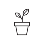 pot plant (medium) 